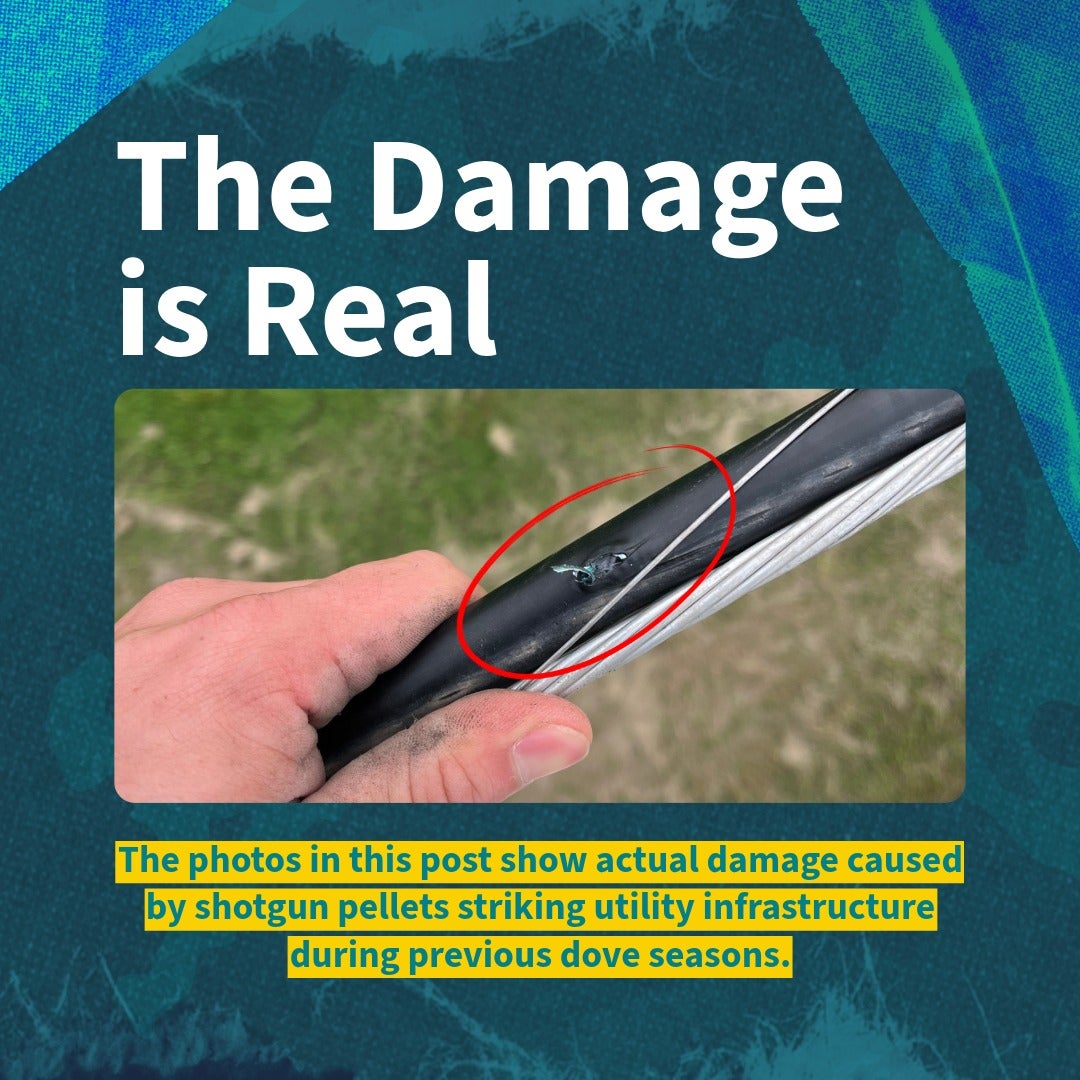 Damage of previous dove seasons