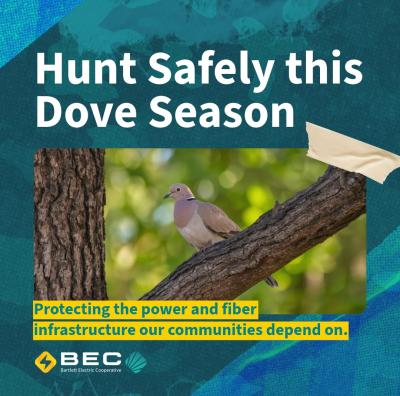 Dove hunting safety