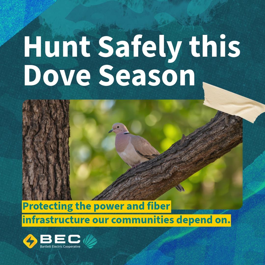 Dove hunting safety